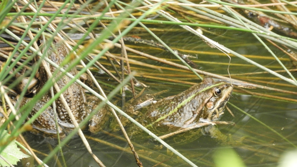 Ein Wasserfrosch. Bild: LEV RN