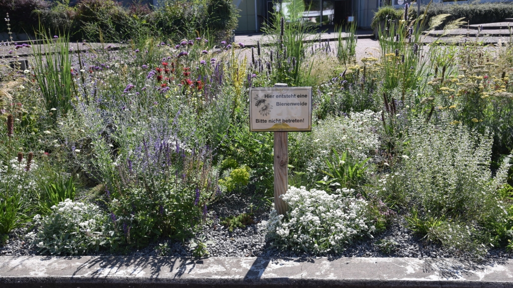 Eine Blütenpracht und Bienenweide ist auf dem ehemaligen Brunnen im Schulhof der Theodor-Heuss-Schule entstanden.