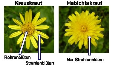 Kreuzkraut im Vergleich (Foto Grant, Landwirtschaftliches Zentrum Baden-Württemberg)