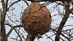 Nest der Asiatischen Hornisse in einer Baumkrone