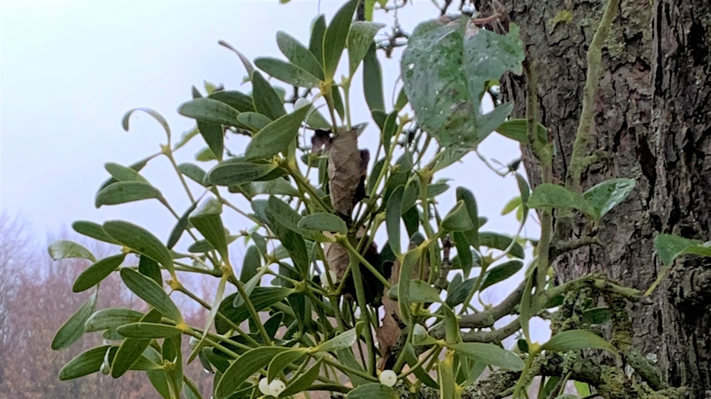 Wenn ein Obstbaum im Winter leuchtend grüne Blätter, liegt das am Mistelbefall. Bildrechte LEV 