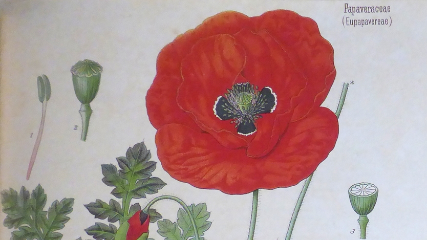 Zeichnung einer Mohnblume - Ausstellung im Kreisarchiv von Ladenburg