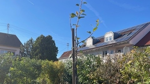 Junger Birnbaum aus Obstbaumaktion steht in einem Garten