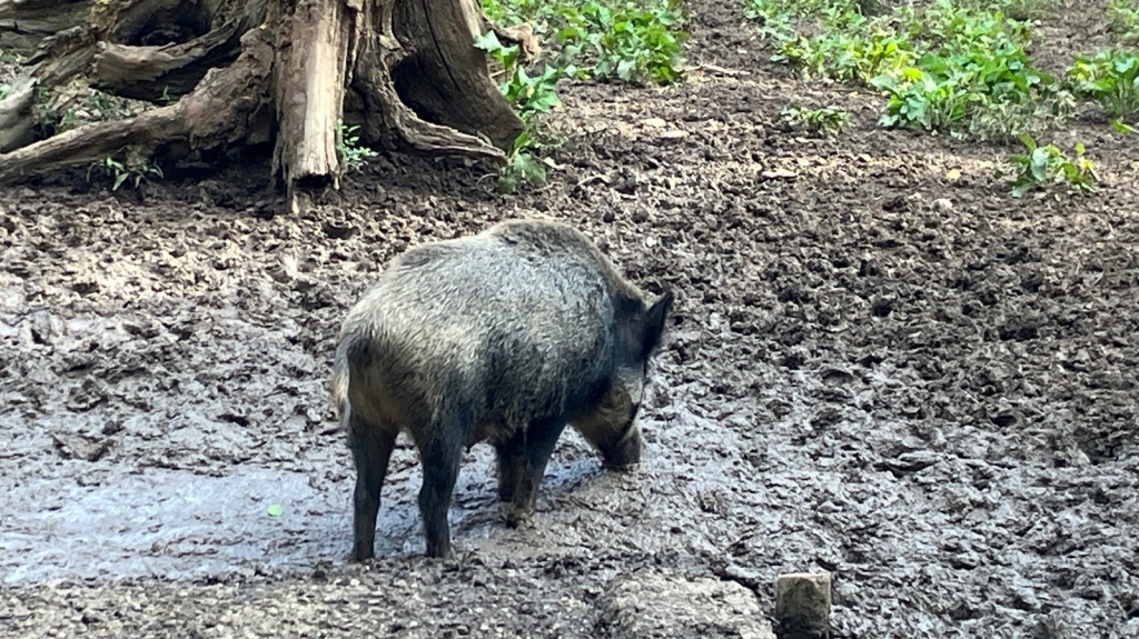 Wildschwein im Wald. Quelle: Landratsamt Rhein-Neckar-Kreis