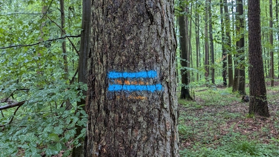 Markierung der Rückegasse     (Quelle: Landratsamt Rhein-Neckar-Kreis)           