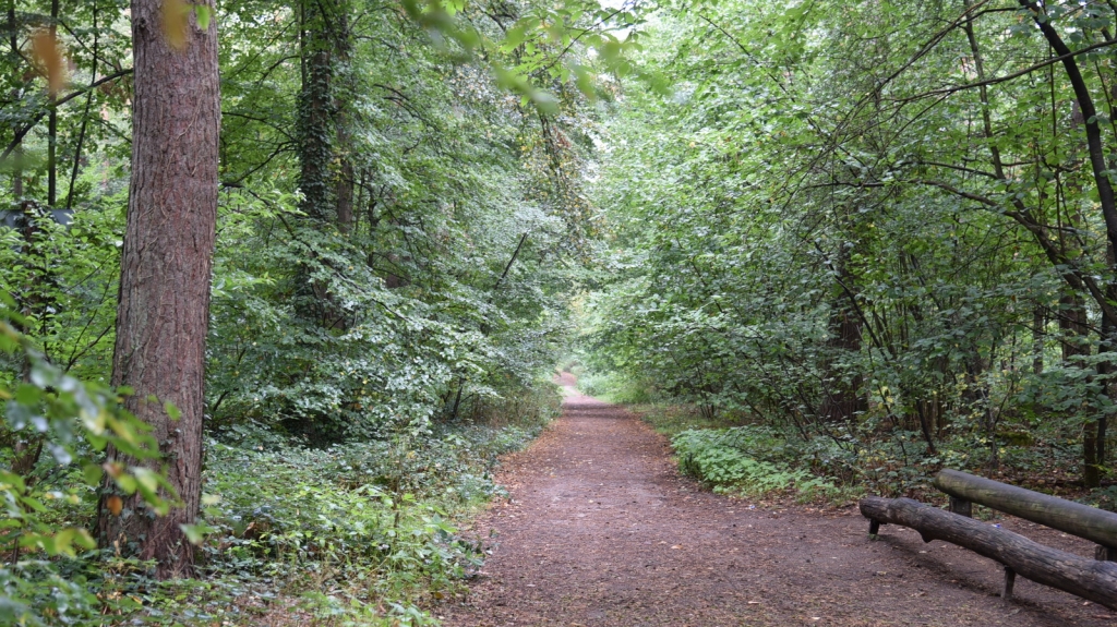 Waldweg in Oftersheim (Symbolbild)