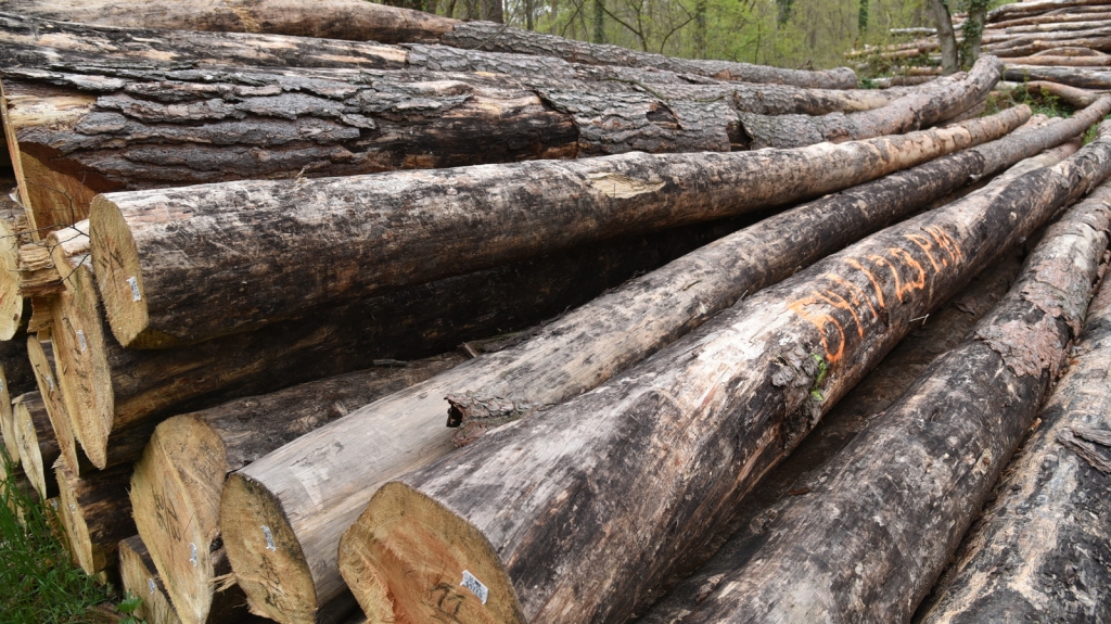 Bäume geschlagen und gestapelt im Wald (Symbolbild)