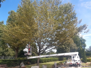 Arbeiten einem Baum auf dem Friedhof.
