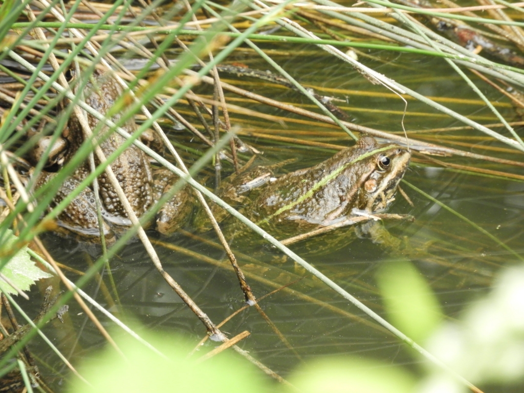 Ein Wasserfrosch. Bild: LEV RN