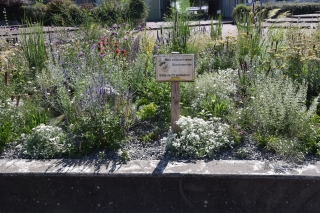 Eine Blütenpracht und Bienenweide ist auf dem ehemaligen Brunnen im Schulhof der Theodor-Heuss-Schule entstanden.