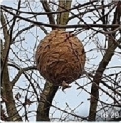 Nest der Asiatischen Hornisse in einer Baumkrone