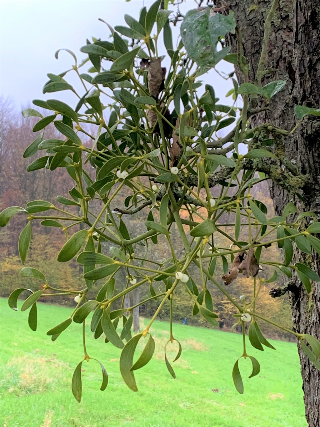 Wenn ein Obstbaum im Winter leuchtend grüne Blätter, liegt das am Mistelbefall. Bildrechte LEV 