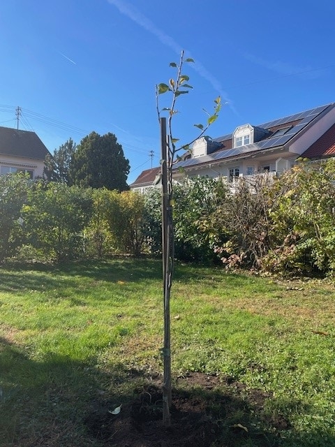 Junger Birnbaum aus Obstbaumaktion steht in einem Garten