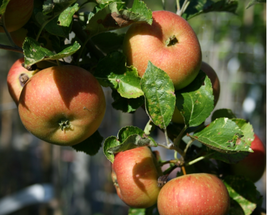 Äpfel an einem Zweig