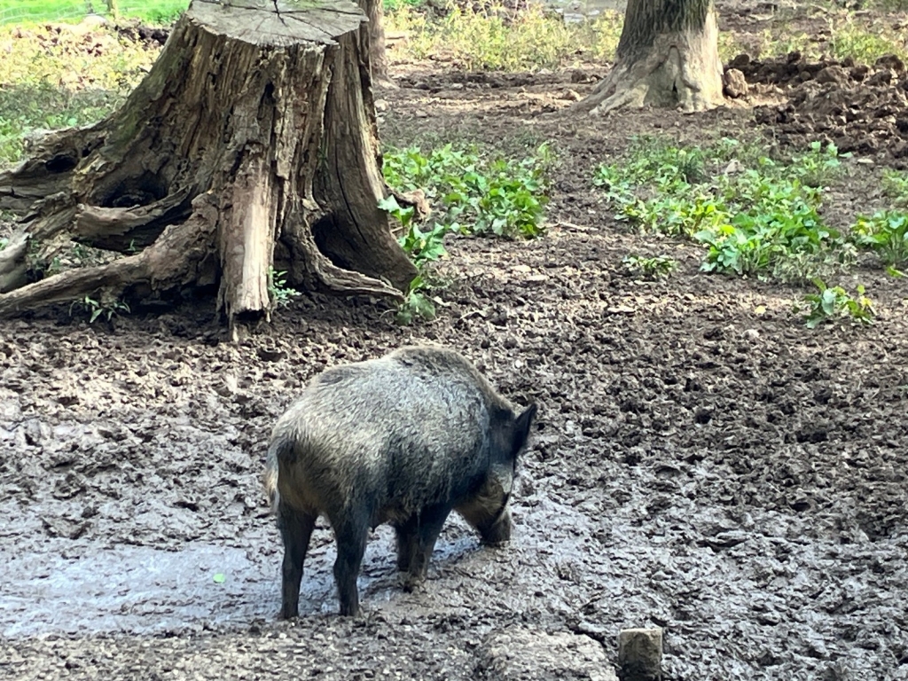 Wildschwein im Wald. Quelle: Landratsamt Rhein-Neckar-Kreis