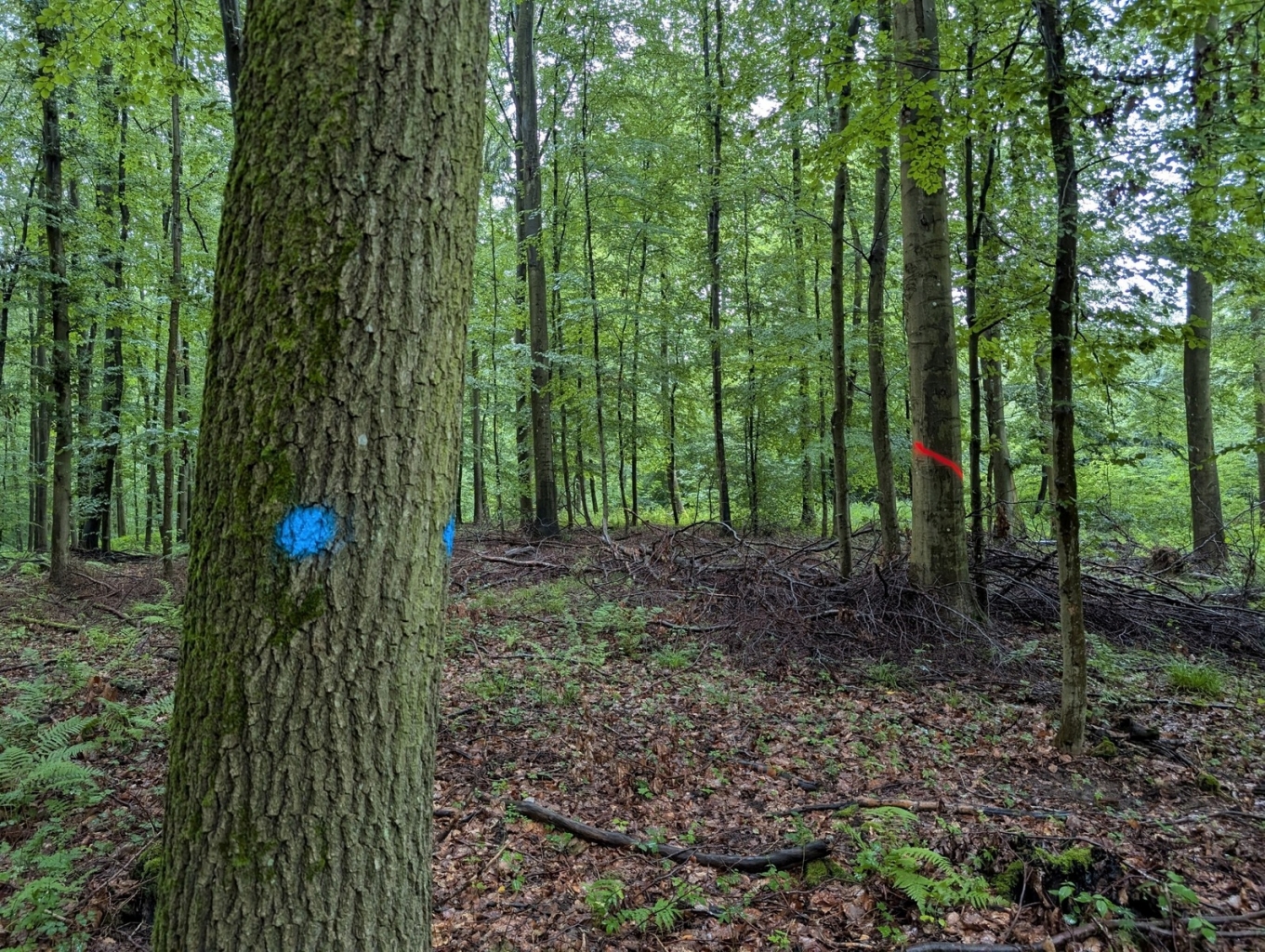 Um die mit Punkten markierten Z-Bäume zu unterstützen, werden benachbarte Bäume, die den Z-Baum bedrängen, mit einem roten Querstrich markiert. (Quelle: Landratsamt Rhein-Neckar-Kreis)