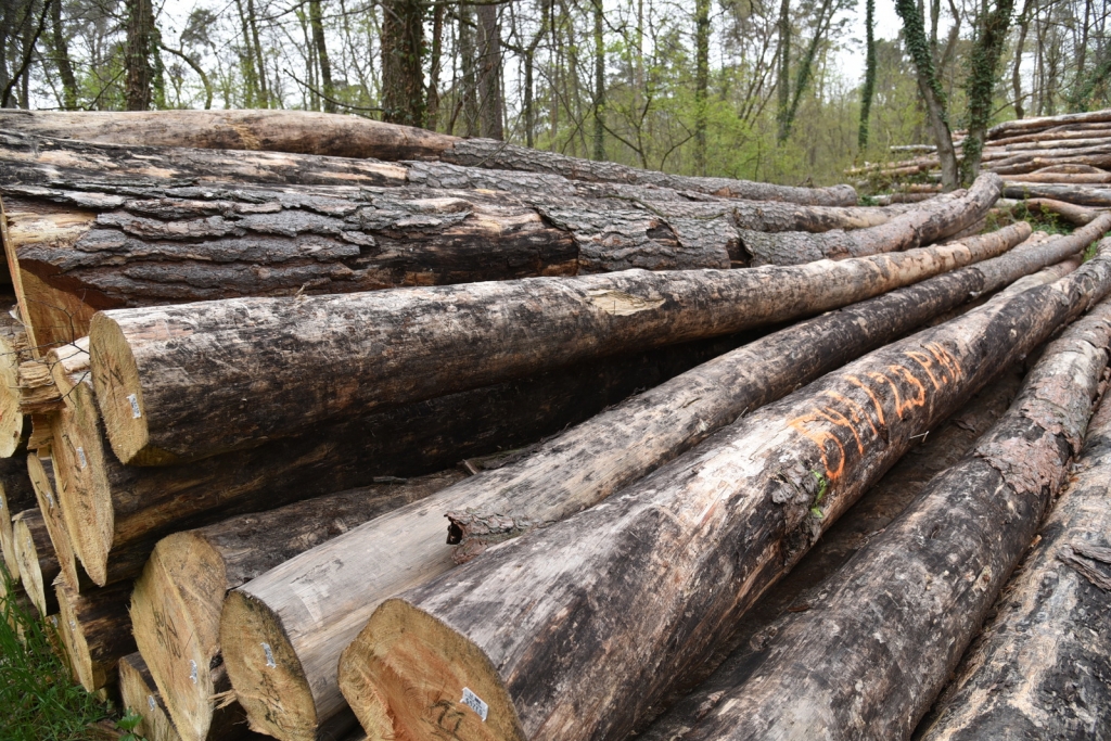 Bäume geschlagen und gestapelt im Wald (Symbolbild)