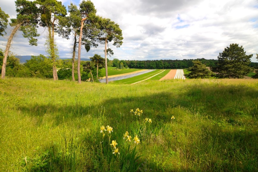 Ausblick von der Friedenshöhe Richtung Odenwald Ausblick von der Friedenshöhe Richtung Odenwald