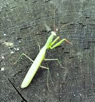 Gottesanbeterin Gottesanbeterin