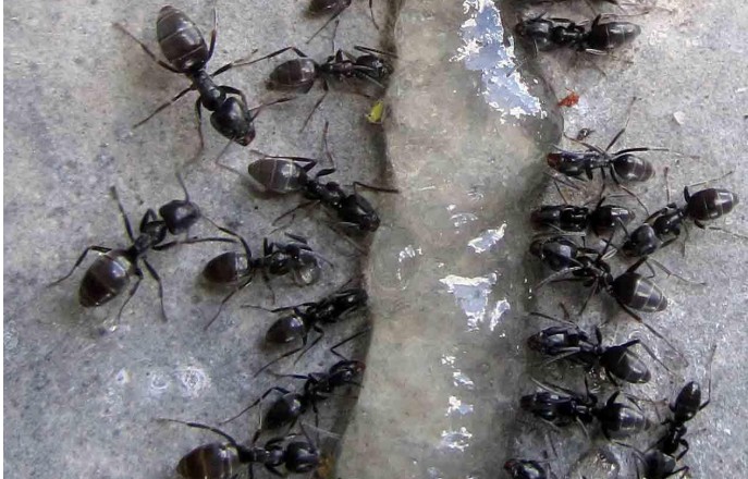 Arbeiterinnen der Tapinoma magnum. Bild: Dr. Martin Felke Arbeiterinnen der Tapinoma magnum. Bild: Dr. Martin Felke