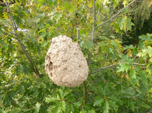 Filialnest der Asiatischen Hornisse (Vespa velutina), das Nest wurde freigeschnitten.Bild LUBW Ba-Wü Filialnest der Asiatischen Hornisse (Vespa velutina), das Nest wurde freigeschnitten.Bild LUBW Ba-Wü