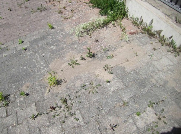 Erdnester der Tapinoma magnum. Bild: Dr. Martin Felke Erdnester der Tapinoma magnum. Bild: Dr. Martin Felke